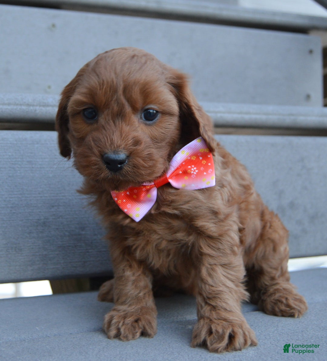 Cockapoo dogs for sale: Coco - Ad 4