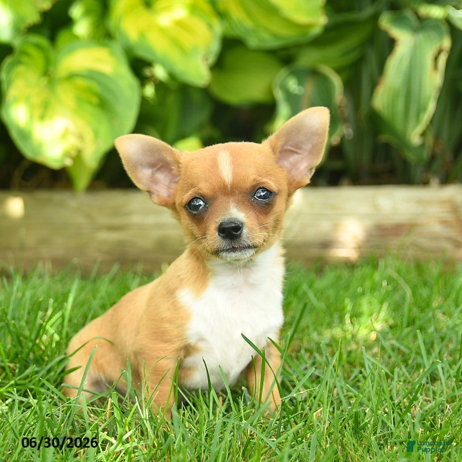 Chihuahua dogs Spark  - Ad 2