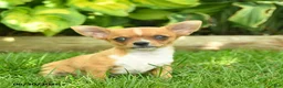 Chihuahua dogs for sale: Spark  - Ad 2