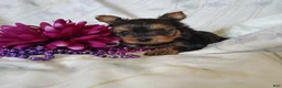 Yorkshire Terrier dogs for sale: Anna - Ad 4