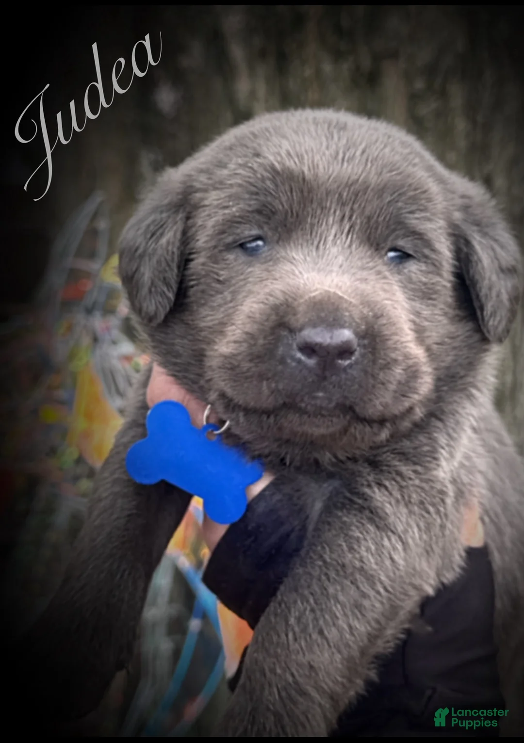 Labrador Retriever dogs for sale: Labrador Retriever Puppy 1 - Ad 1