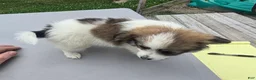 Pomchi dogs for sale: Paris - Ad 13