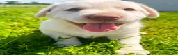 Labrador Retriever dogs for sale: Lily - Ad 1