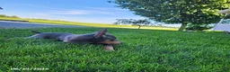 Doberman Pinscher dogs for sale: Gracie - Ad 2