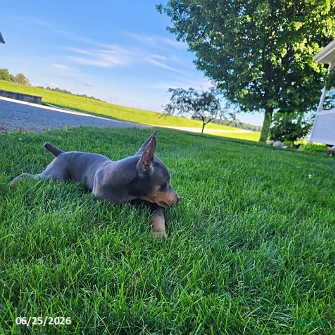 Doberman Pinscher dogs for sale: Gracie - Ad 2