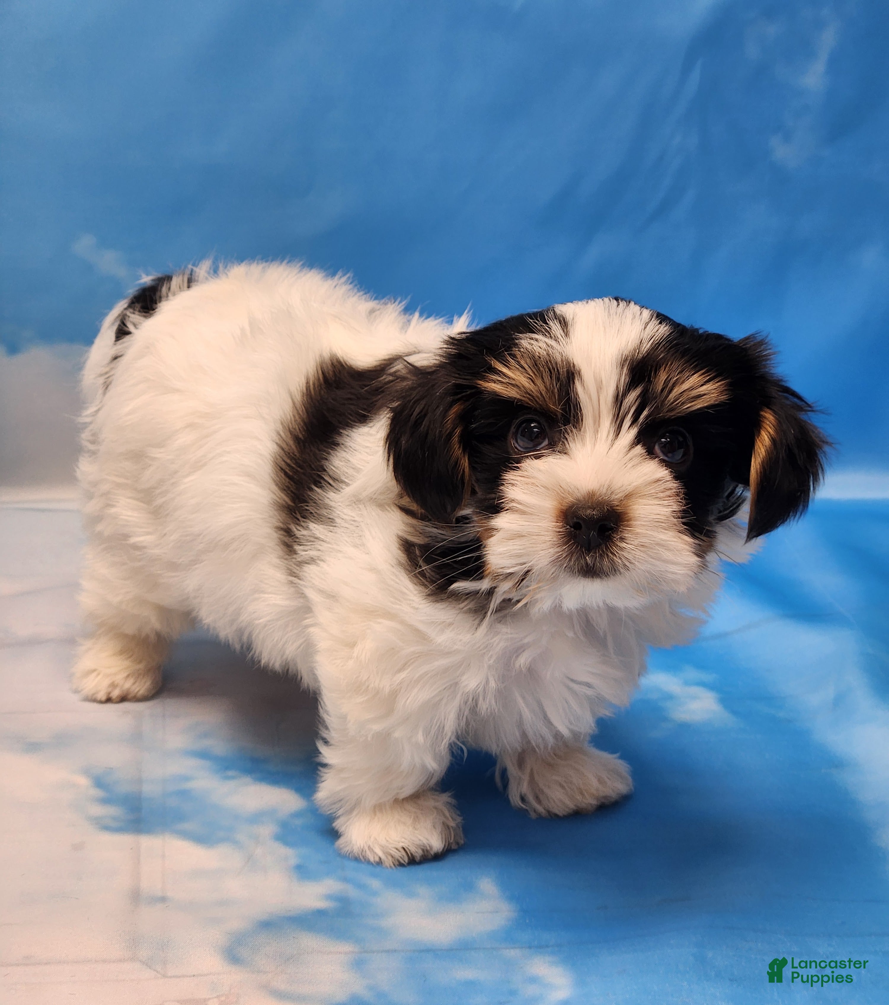 Biewer Terrier dogs Archie - Ad 2