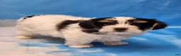 Biewer Terrier dogs for sale: Archie - Ad 2