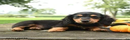 Miniature Dachshund dogs for sale: Fudge - Ad 4
