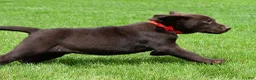 Labrador Retriever dogs for sale: Wilson - Ad 7