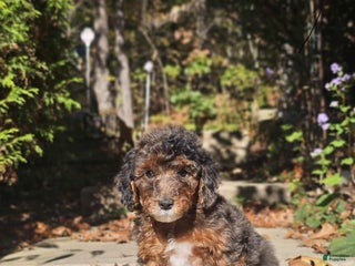 Miniature Poodle dogs - Ad 30