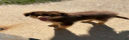 Mixed Breed dogs for sale: Bear - Ad 5