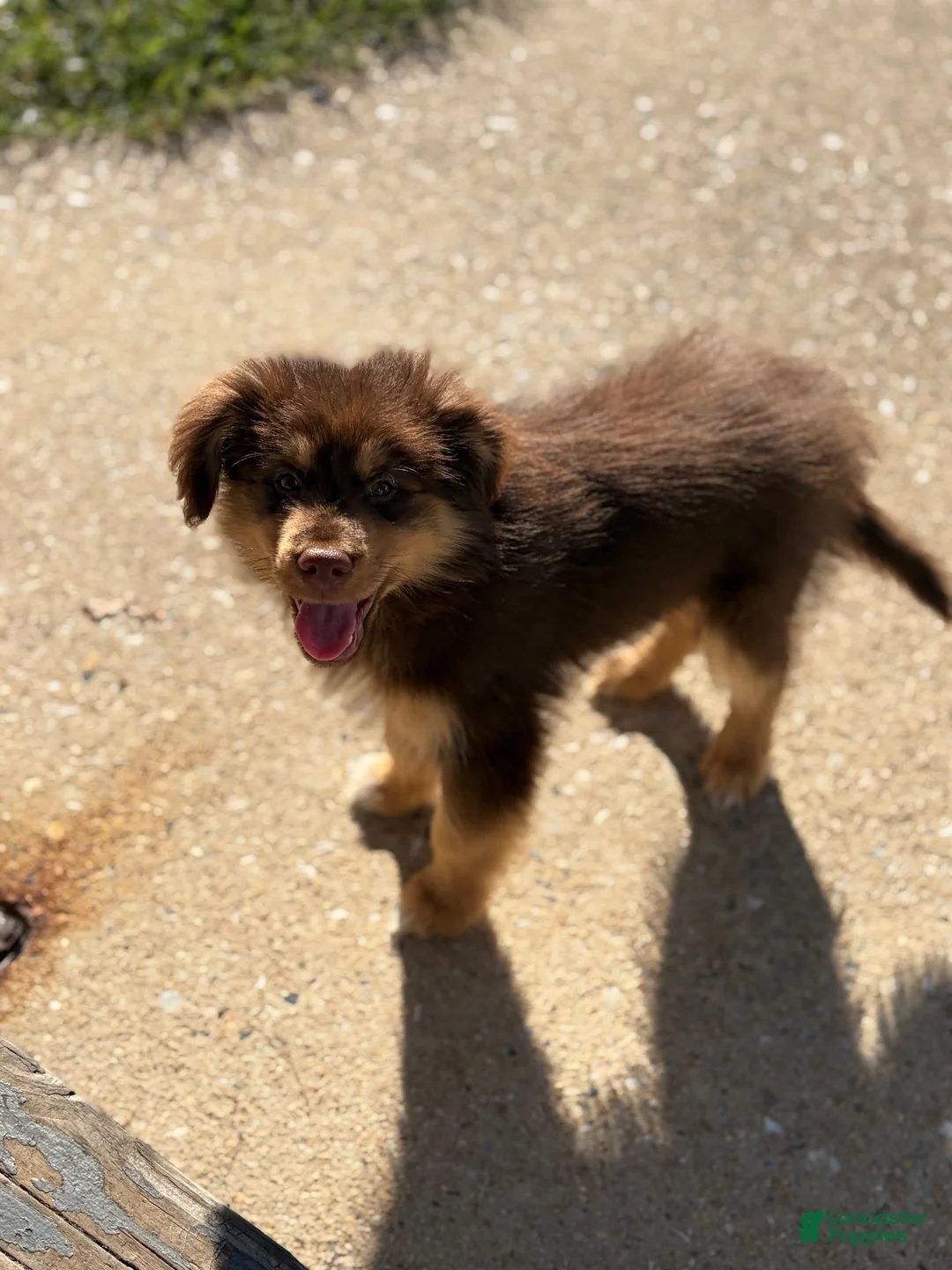 Mixed Breed dogs for sale: Bear - Ad 5