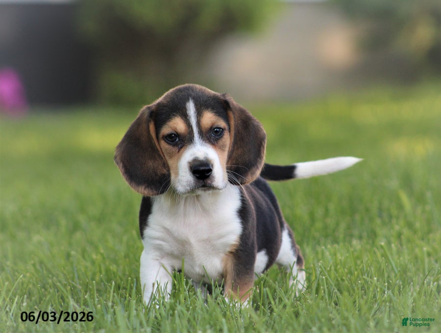 Beagle dogs Juniper - Ad 30