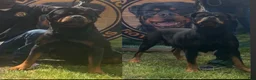 Rottweiler dogs for sale:  DD  - Ad 8