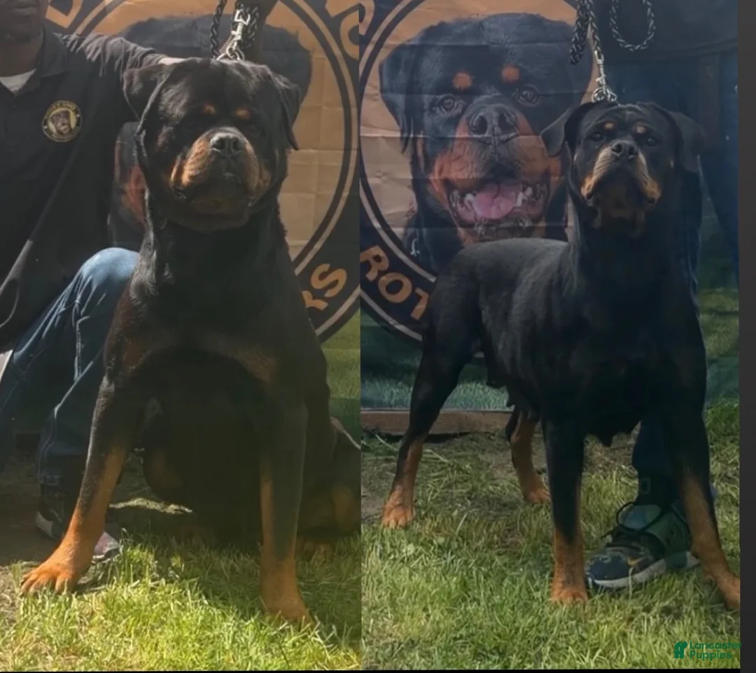 Rottweiler dogs for sale:  DD  - Ad 8