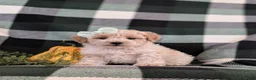 Maltipoo dogs for sale: Jozi Hypoallergenic - Ad 1