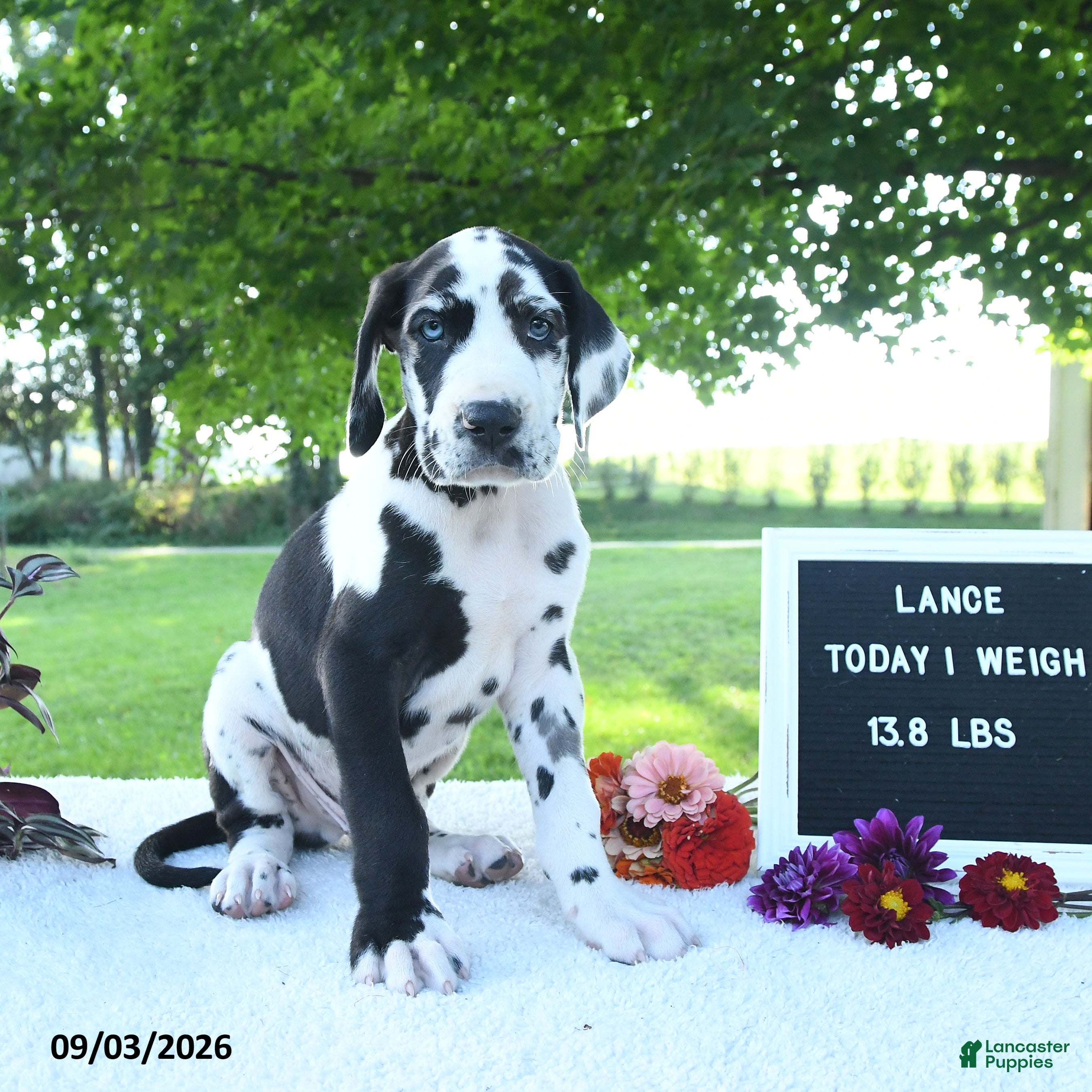 Great Dane dogs Lance - Ad 2