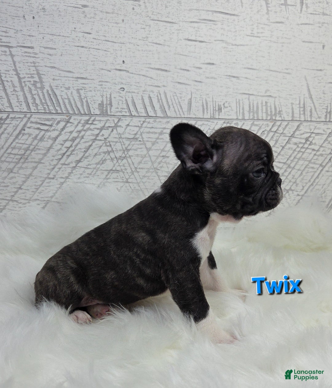 Frenchton dogs for sale: Twix - Ad 2