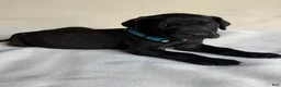Great Dane dogs for sale: Angus- light blue - Ad 2