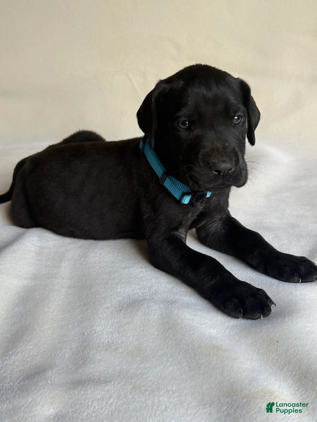 Great Dane dogs for sale: Angus- light blue - Ad 2