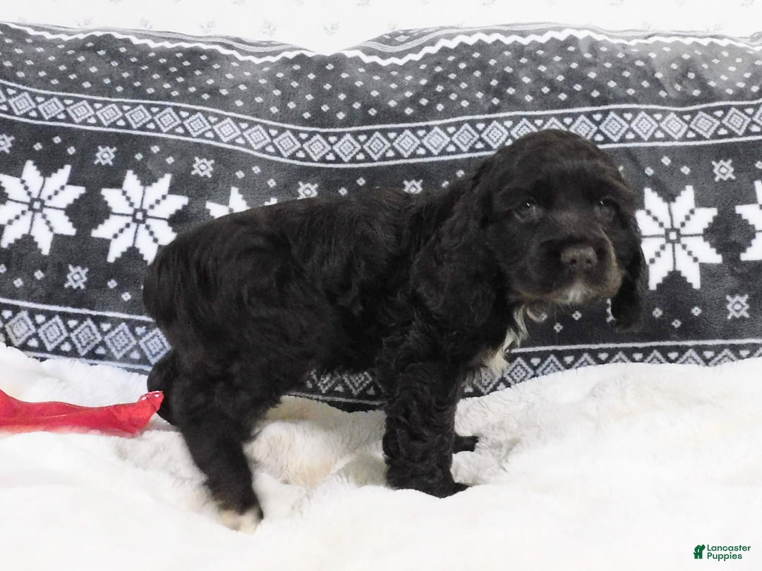Cocker Spaniel dogs for sale: Chocolate  - Ad 2