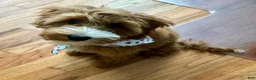 Irish Doodle dogs for sale: Irish Doodle 1 - Ad 2