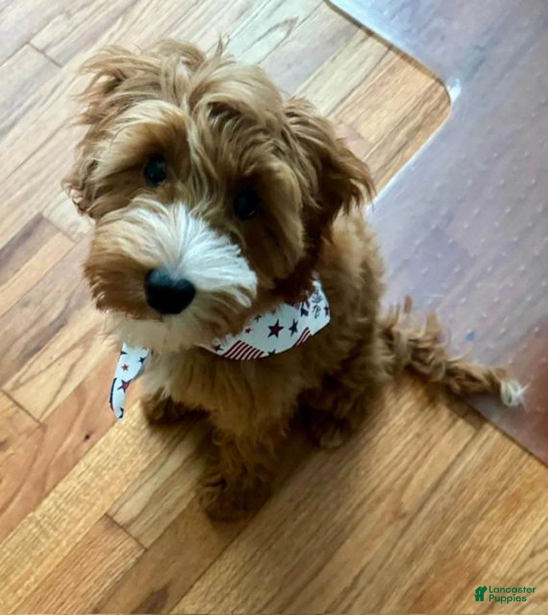 Irish Doodle dogs for sale: Irish Doodle 1 - Ad 2