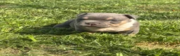 American Bully dogs for sale: American Bully 3 - Ad 3