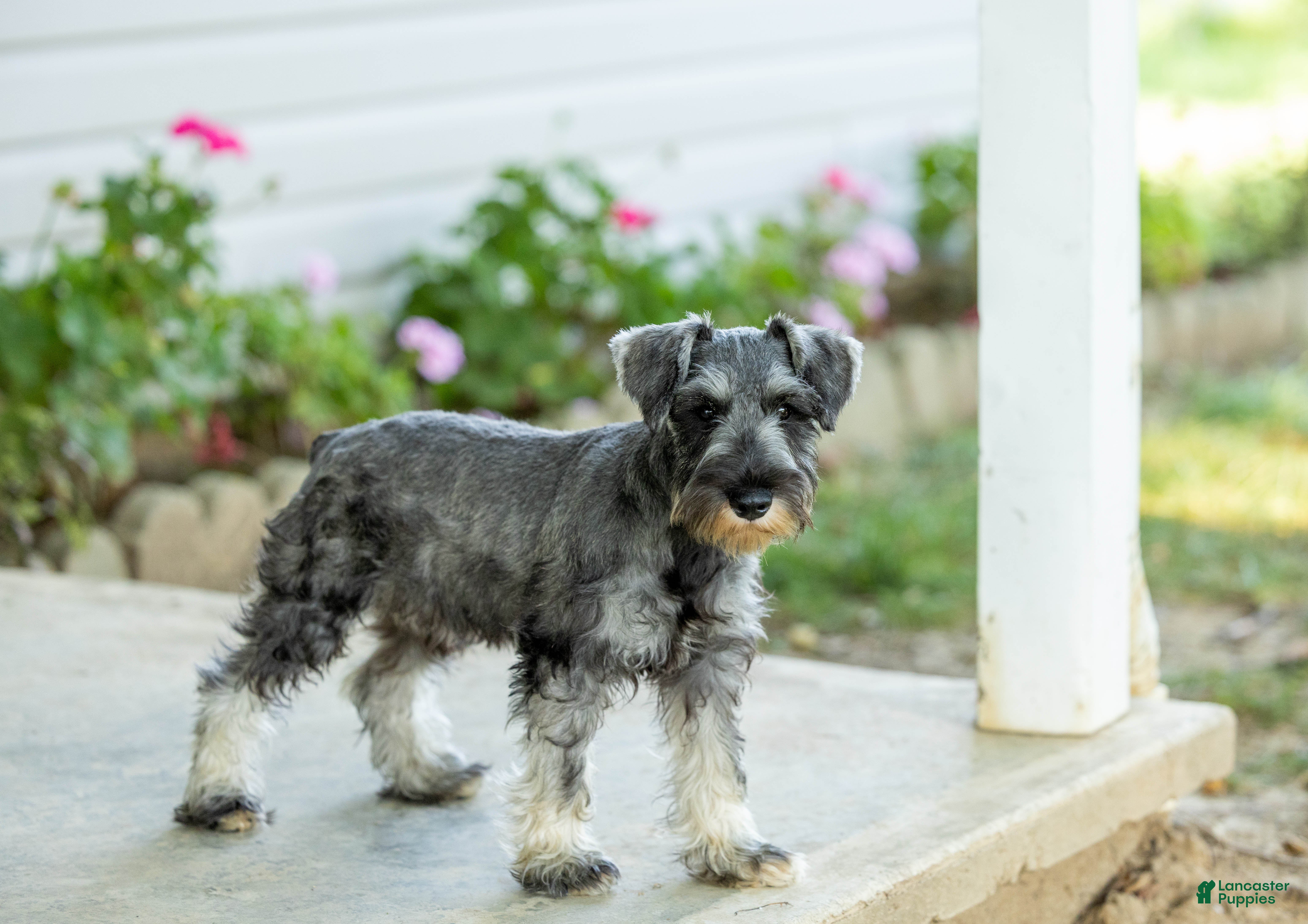 Miniature Schnauzer dogs Flint - Ad 1