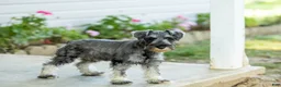 Miniature Schnauzer dogs for sale: Flint - Ad 1