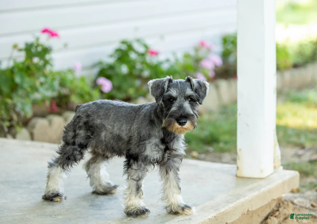 Miniature Schnauzer dogs for sale: Flint - Ad 1