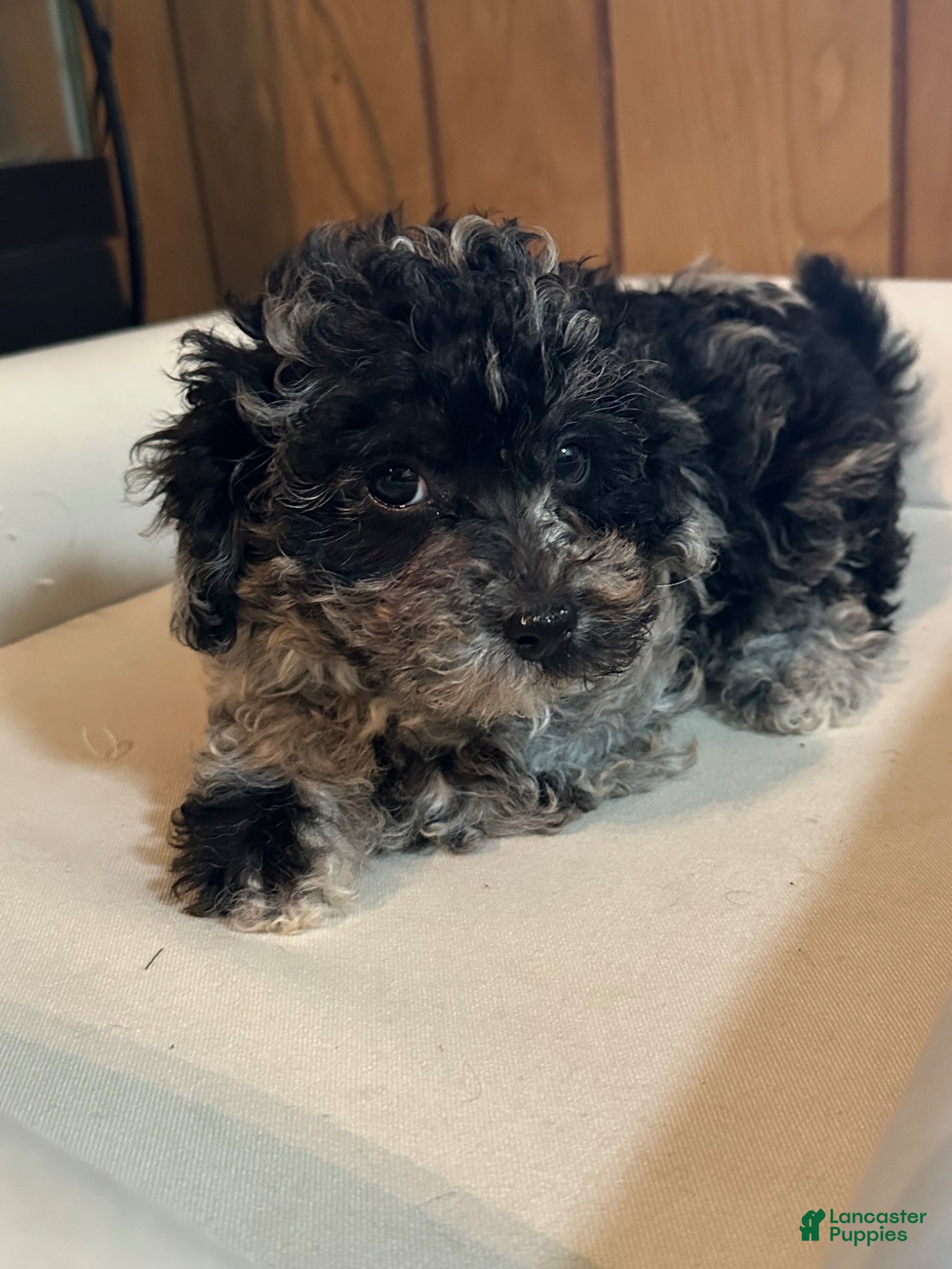 Shihpoo dogs Cleo - Ad 2