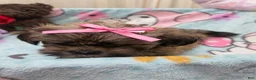 Shih Tzu dogs for sale: Little Baby Girl 💕 - Ad 8