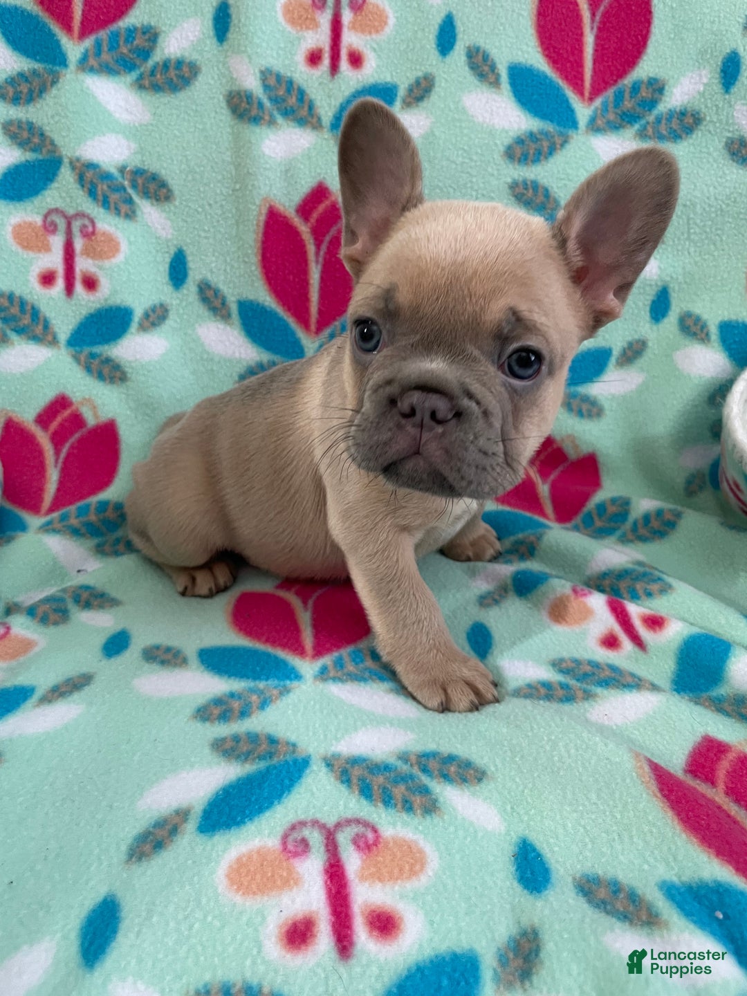 French Bulldog dogs for sale:  Puppy 7 - Ad 2