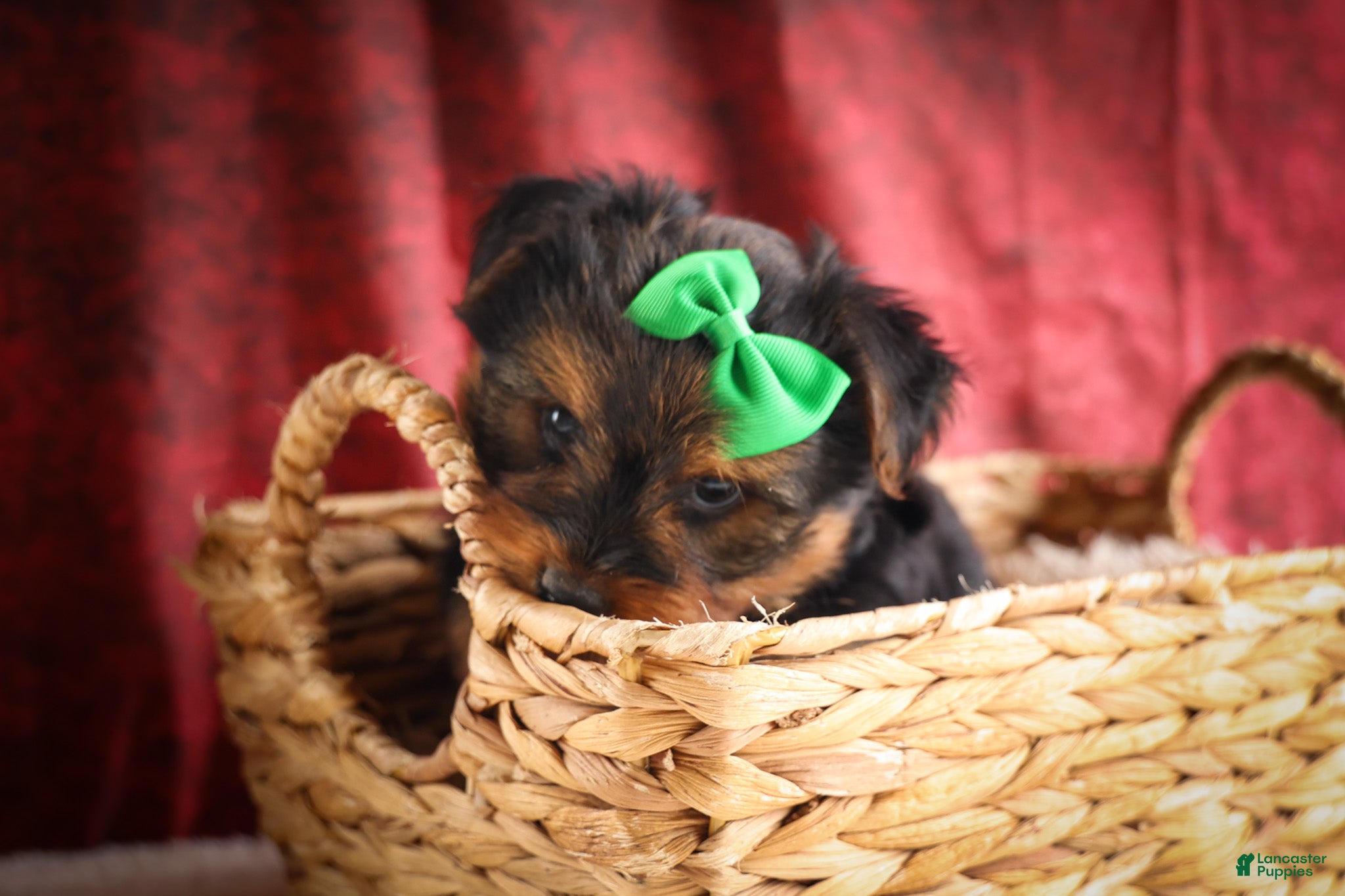 Yorkshire Terrier dogs DUKE - Ad 2