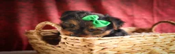 Yorkshire Terrier dogs for sale: DUKE - Ad 2