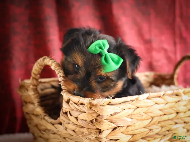 Yorkshire Terrier dogs for sale: DUKE - Ad 2