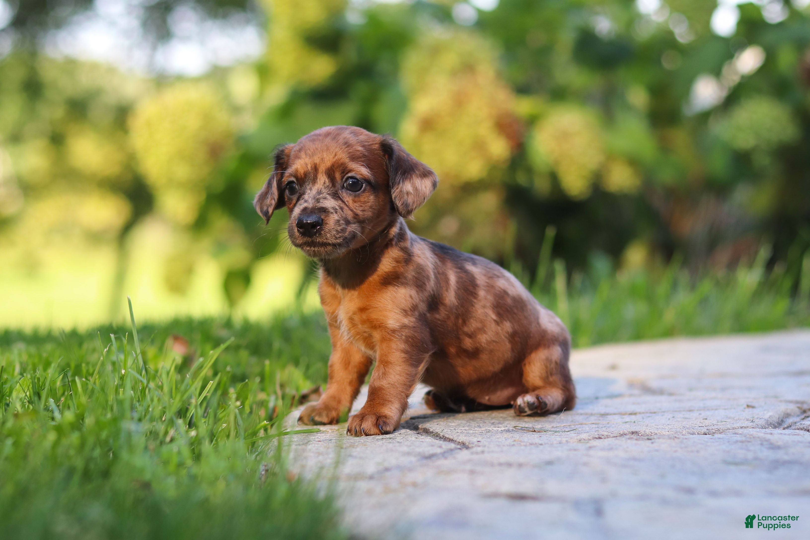 Mixed Breed dogs Zoey - Ad 1