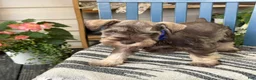 Miniature Schnauzer dogs for sale: Winston - Ad 14