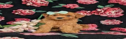 Mixed Breed dogs for sale: Mistie Hypoallergenic - Ad 4
