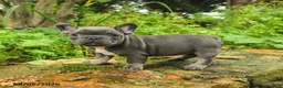 French Bulldog dogs for sale: Aina - Ad 4