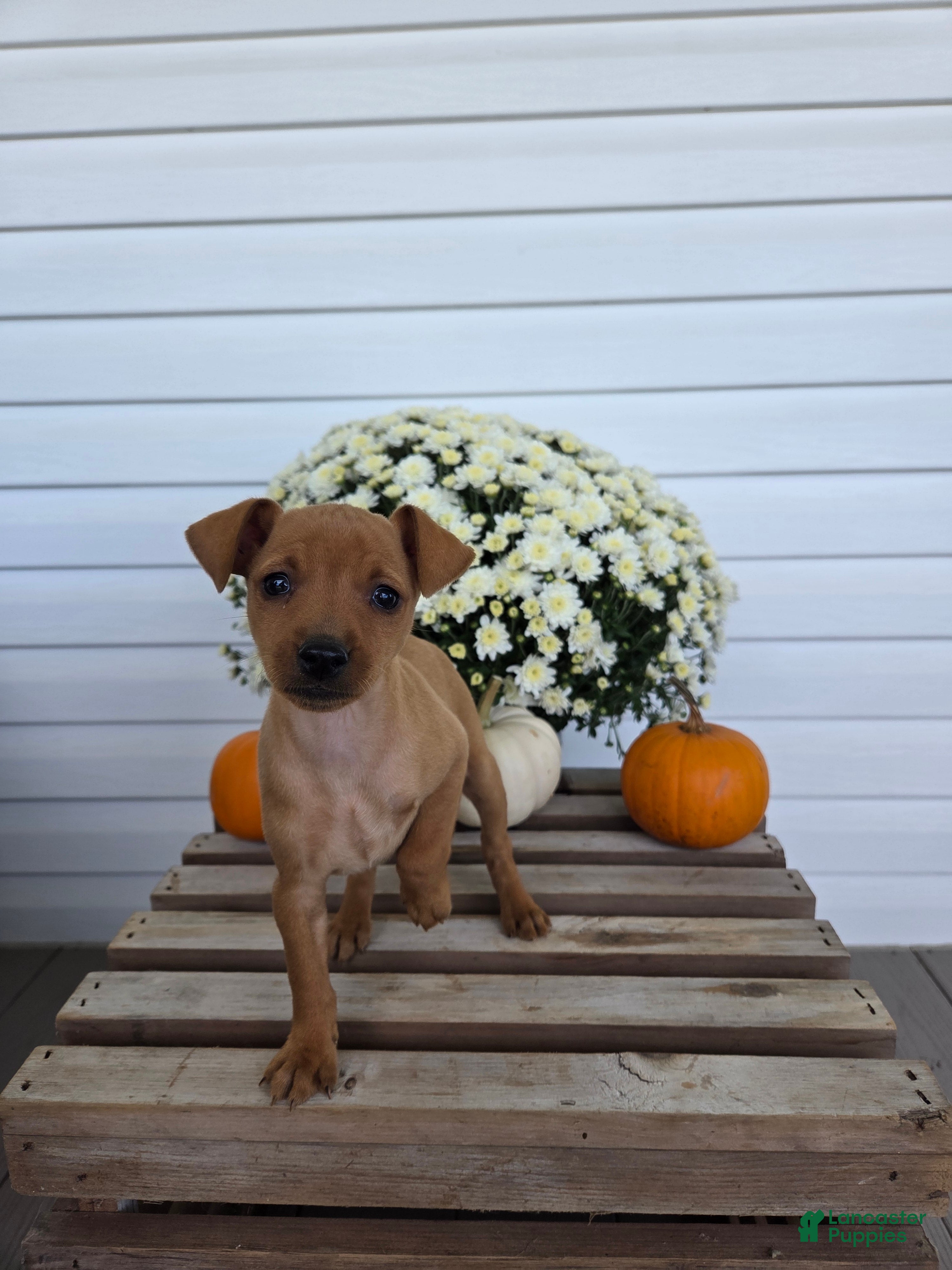 Miniature Pinscher dogs Lilly - Ad 1