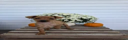 Miniature Pinscher dogs for sale: Lilly - Ad 1