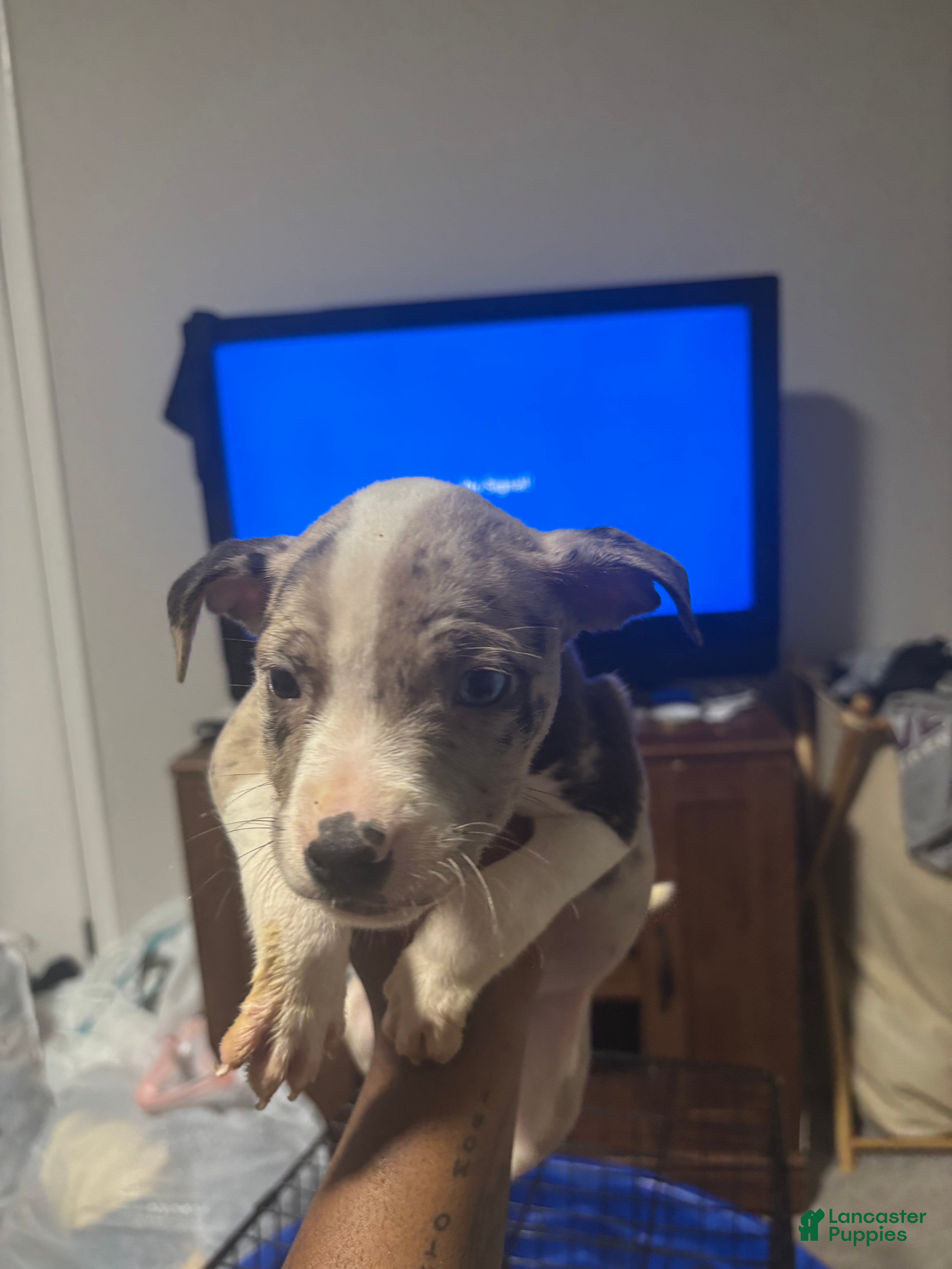 American Pit Bull Terrier dogs American Pit Bull Terrier Puppy 1 - Ad 18