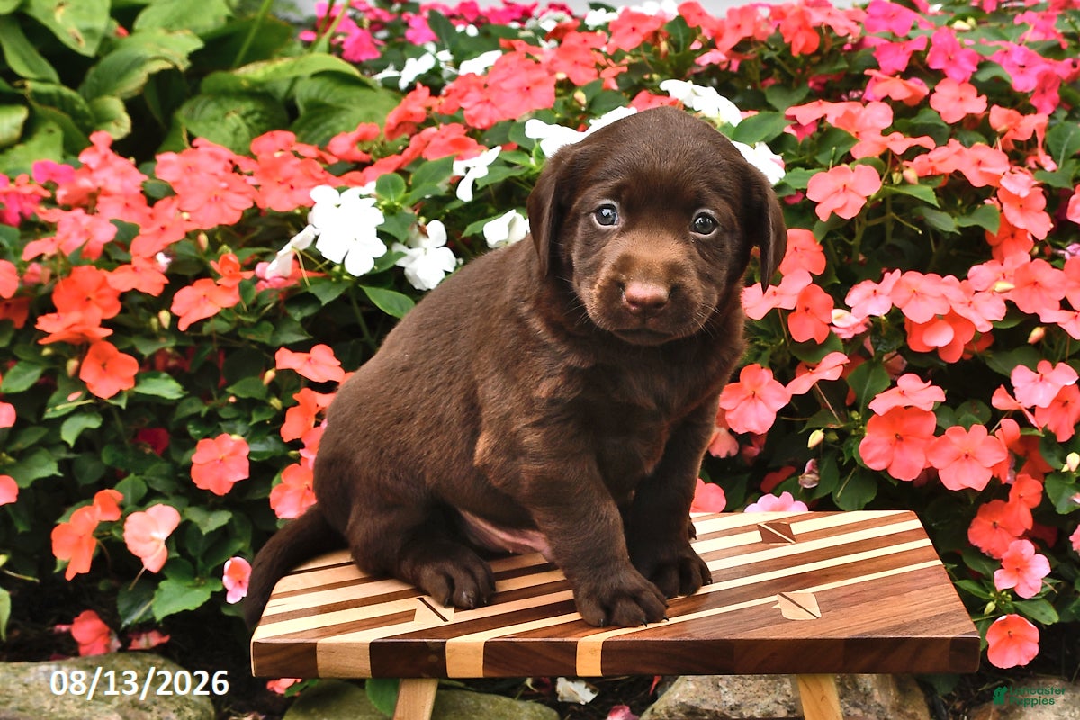 Labrador Retriever dogs August - Ad 1