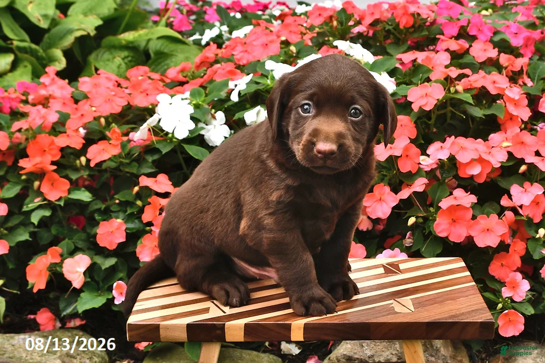 Labrador Retriever dogs for sale: August - Ad 1