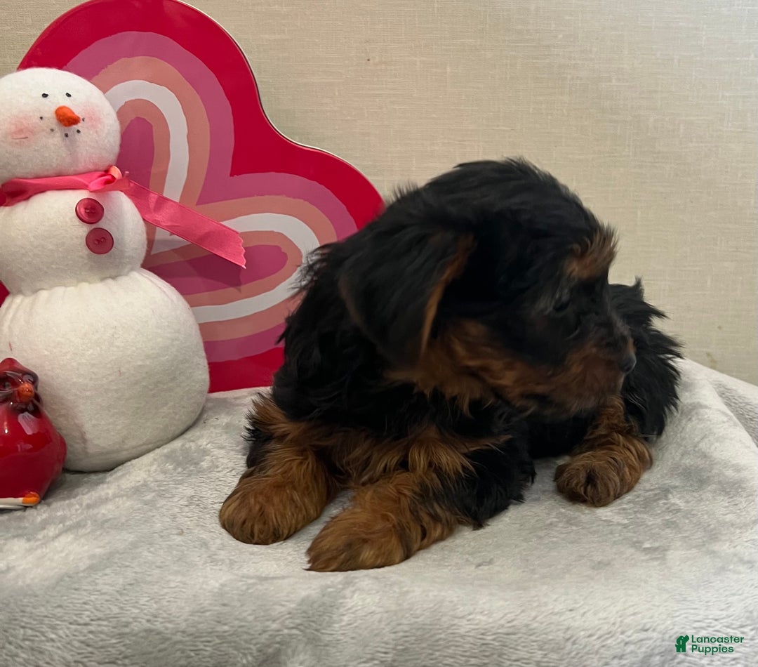 Yorkshire Terrier dogs for sale: Liam - Ad 6