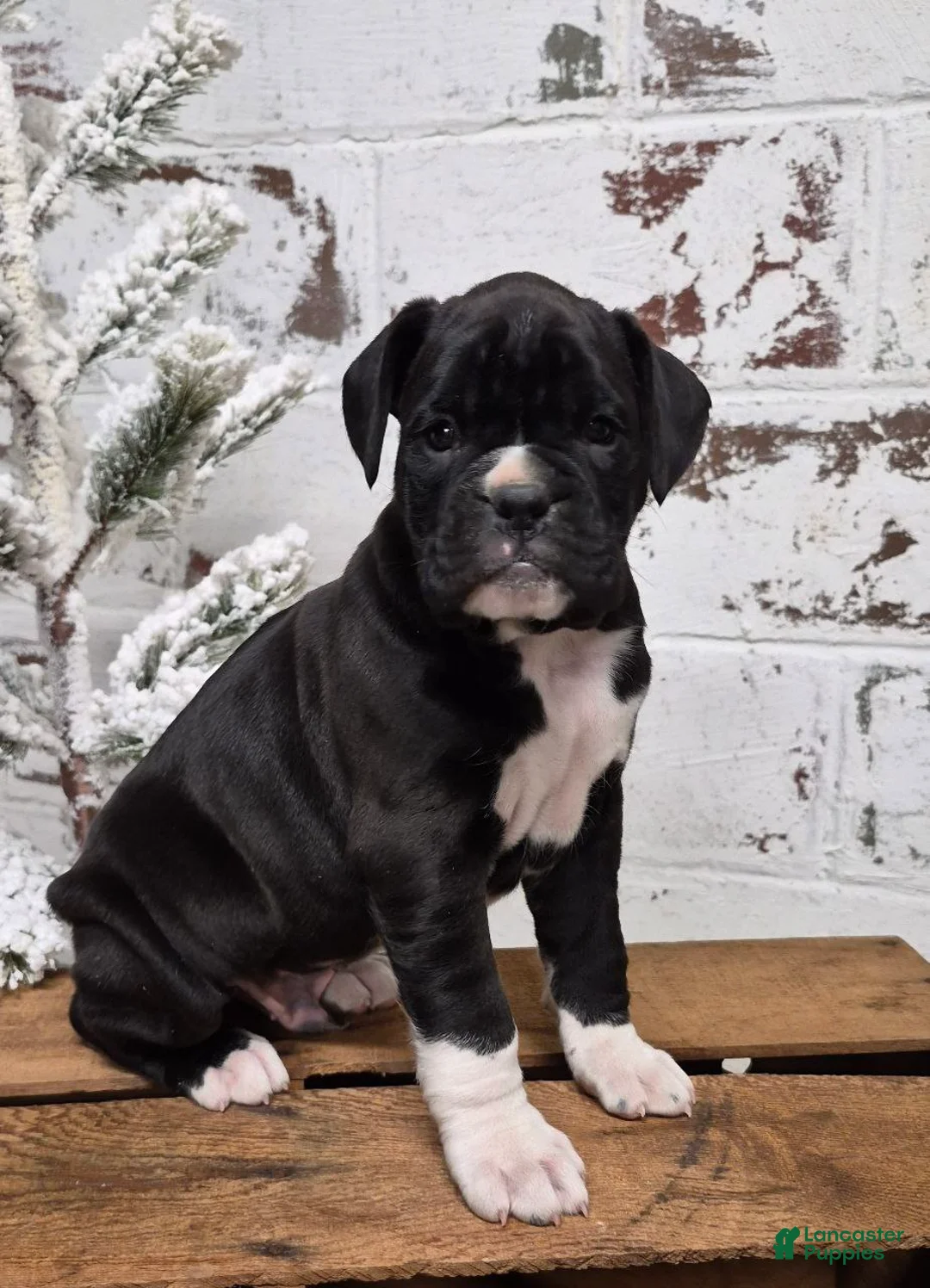 Boxer dogs for sale: JACKSON - Ad 4