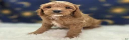 Cavapoo dogs for sale: Tundra - Ad 10