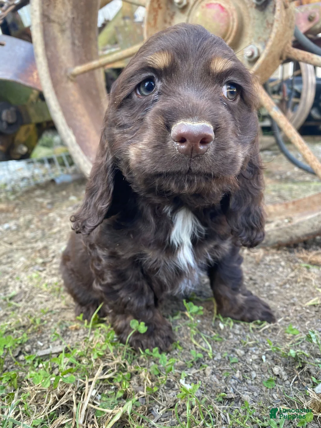 Cocker Spaniel dogs for sale: Lisa - Ad 10
